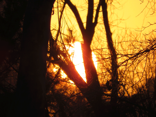 树林下的日出
